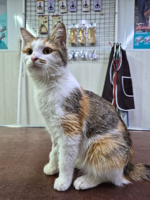 Отдадим кошечку в добрые руки