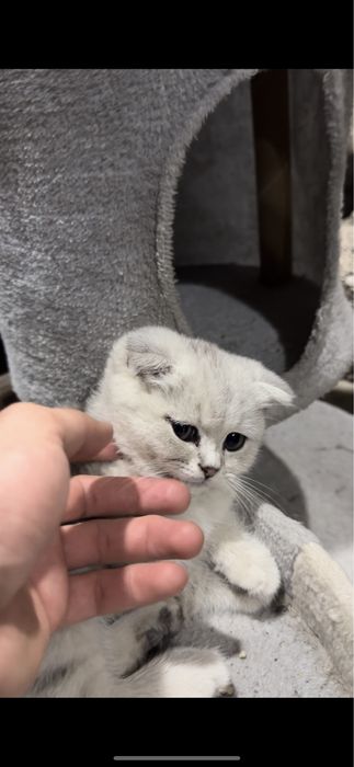 Zotdor toza qon mushuchalarimiz sotuvda 3 ta qoldi ! Shoshilamiz
