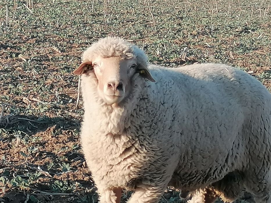 Vând sau schimb berbec țigău