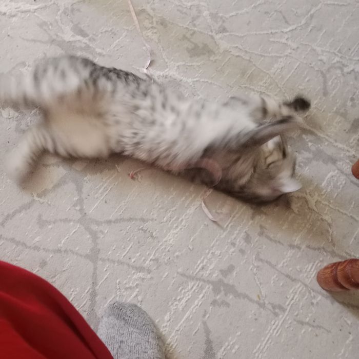 Кошка очень ласковая всеядная