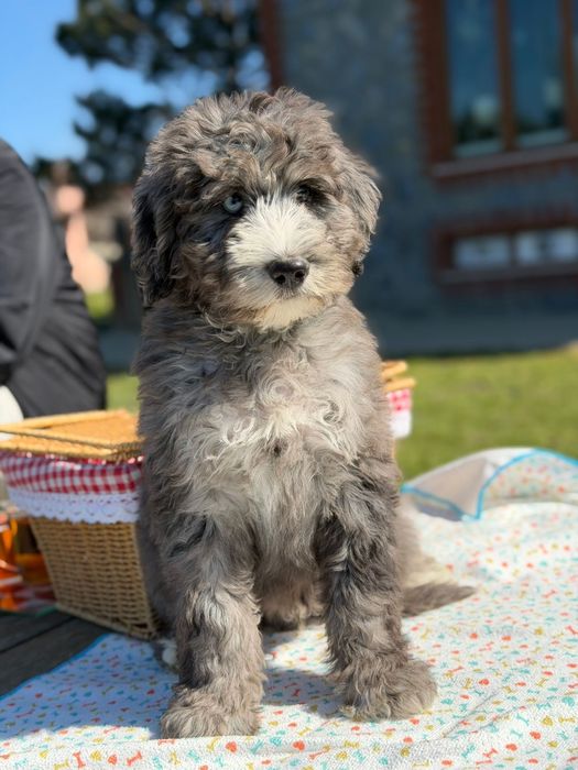 Bernedoodle/ Labradoodle