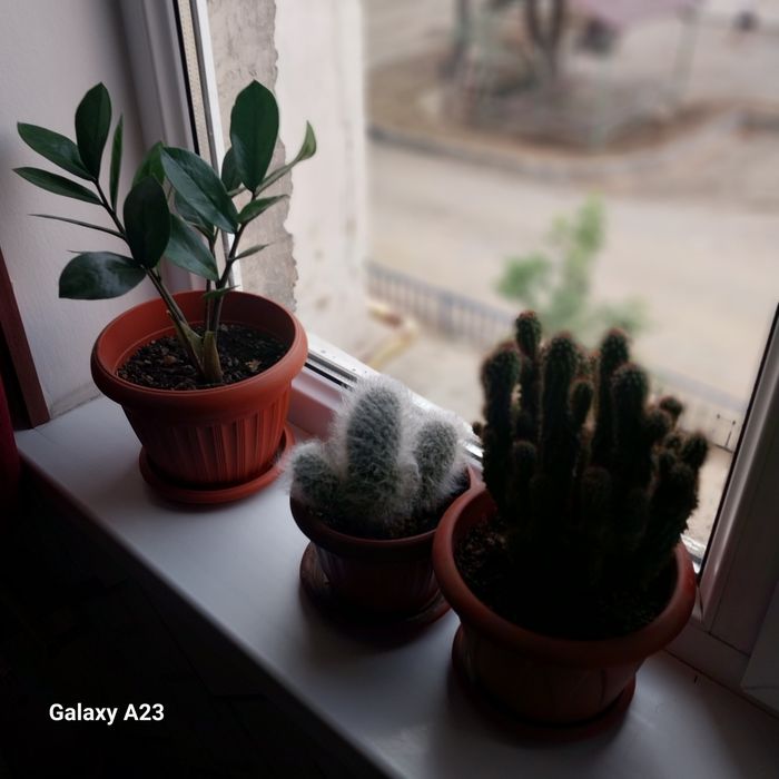 Комнатные цветы_кактусы