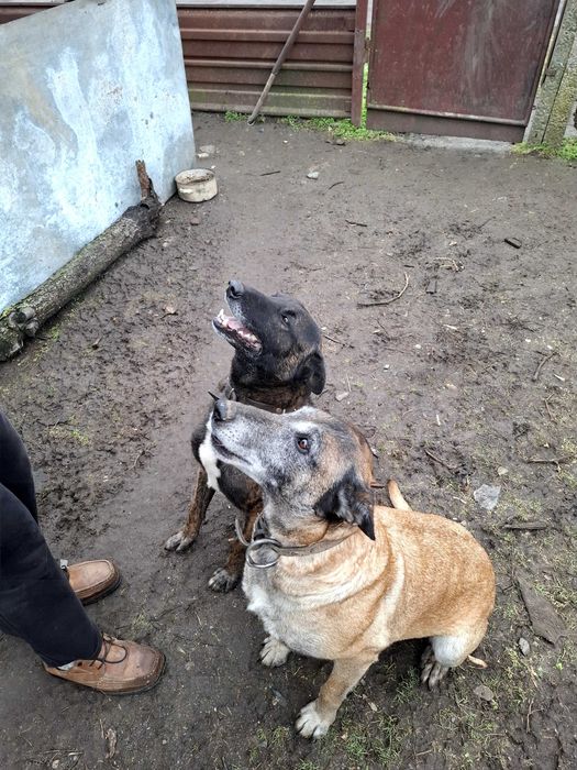 Кученца на 65 дни