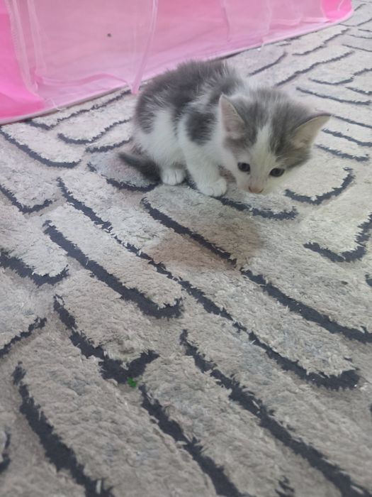 Продаются котята