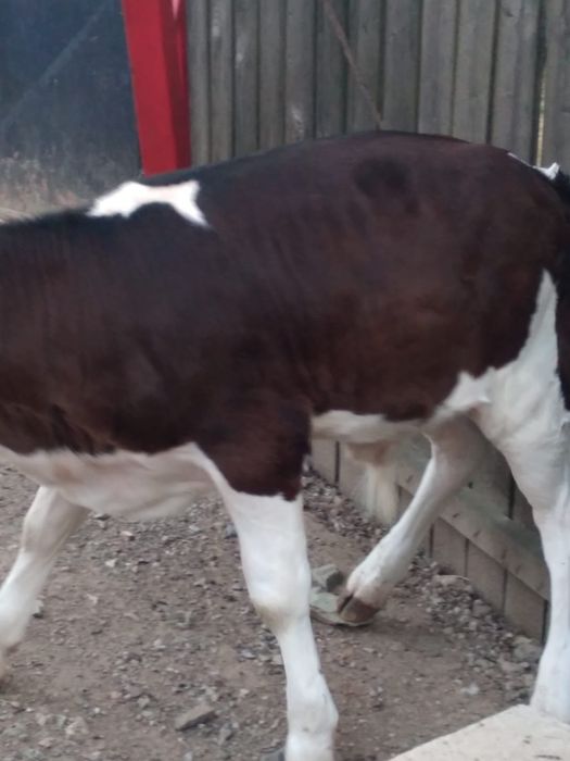Vând vițel bun de carne relații la numărul de telefon 0748333011la numărul de telefon  0748333011