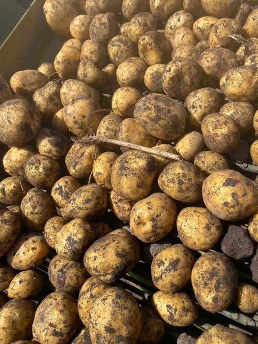 Cartofi Consum cu miez galben