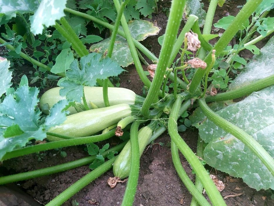 Дача в городе!!!