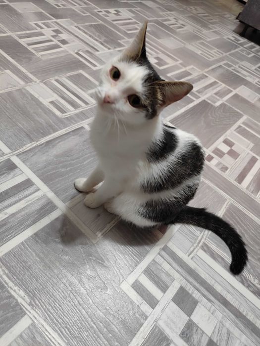 Отдам хорошеньких кошечек