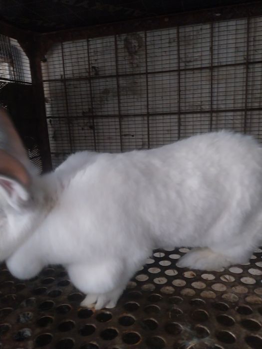 Зайци Великани и Пеперуди