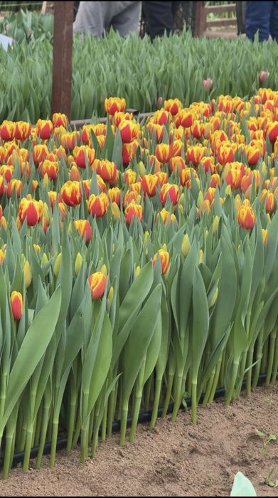 Красивые тюльпаны на подарок | Астана