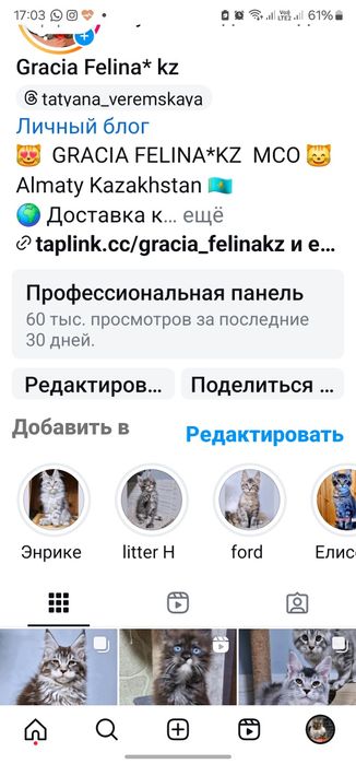 шикарные котята мейнкуны