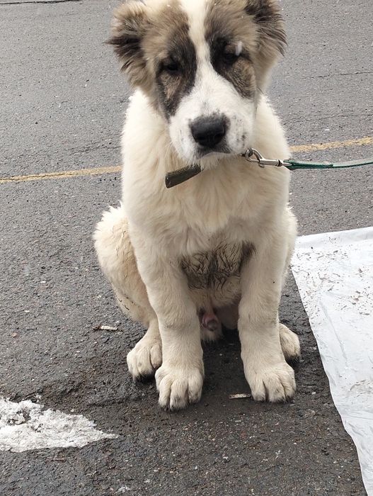 Осы кушик сатылады