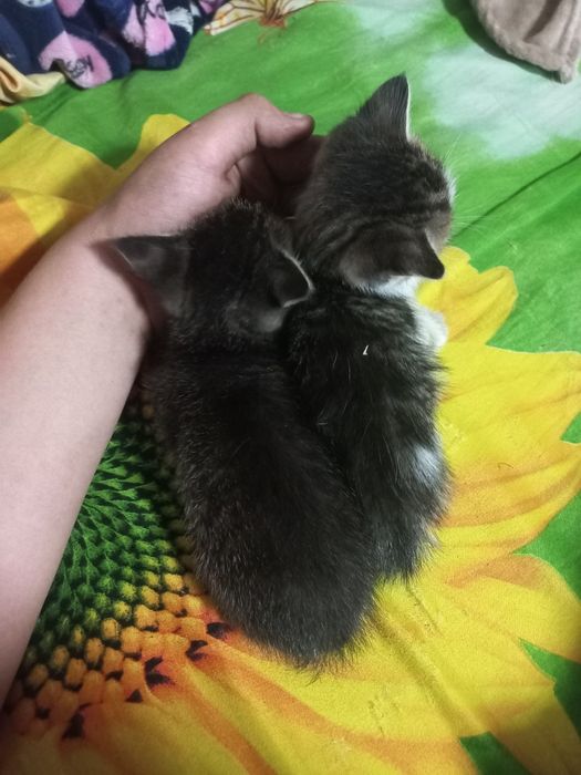 Отдам котят бесплатно