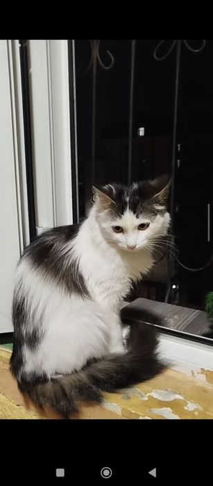 Нежная и очень умная кошечка Мими, ещё нет года. Не стерилизована.