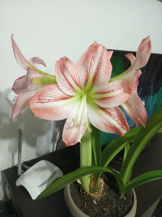 Гиппеаструм деткий