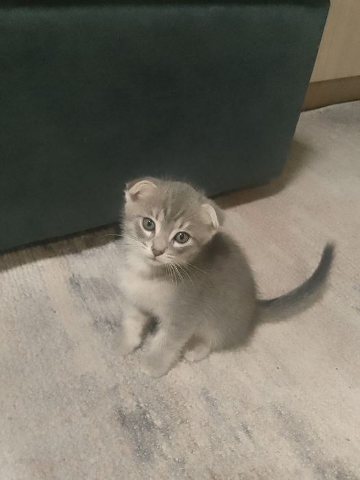 Продам Породистых Котят