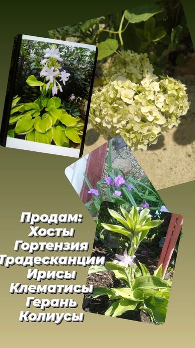 Продам многолетники