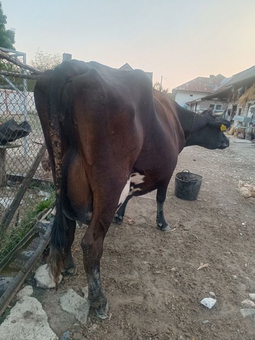 Vând vaca Holstein cu vițelușă