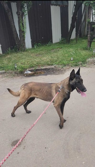 Mascul Ciobanesc Belgian Malinois cu pedigree PCI