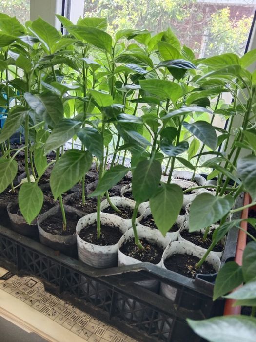 Продам рассаду недорого