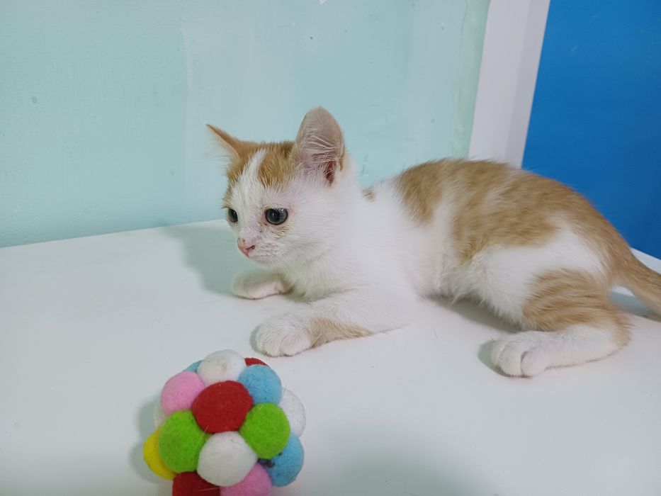 Котенок-коротколапик с характером льва))