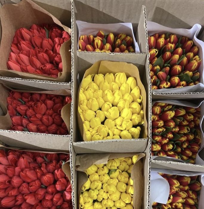 Тюльпаны оптом 420 тг.