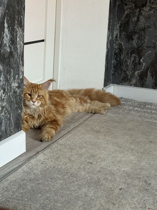Котенок мейн кун