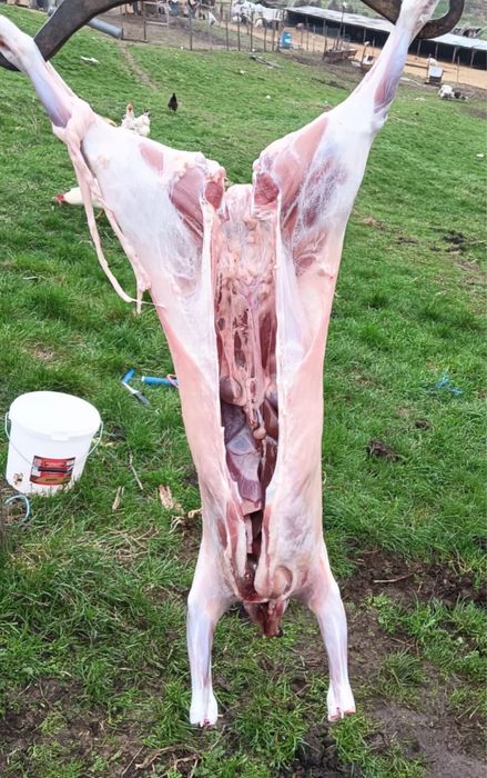 Produse lactate bio: Cas / Urda / Lapte Capra - Livrare la domiciliu