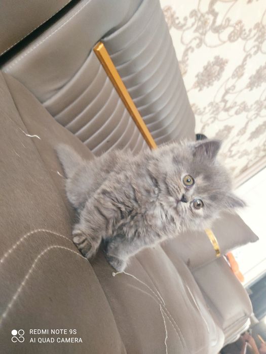 Срочно продаются шотландские котята