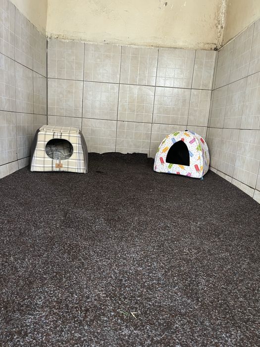 Pensiune Canină Iasi