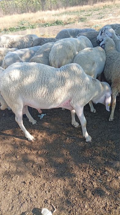 Berbeci bergzmasca de vanzare