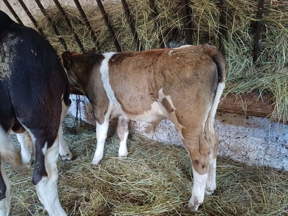 Vând 2 tăruși baltati unu de 4 luni și 2 luni jum