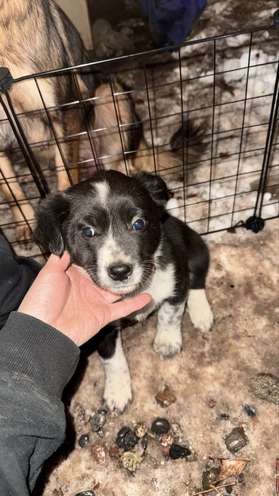 Отдам щенков бесплатно