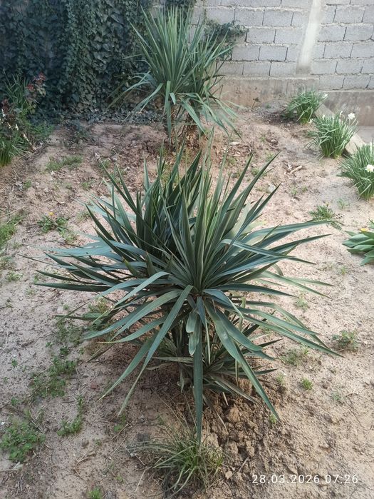 отдам даром . 4 штуки в наличии.