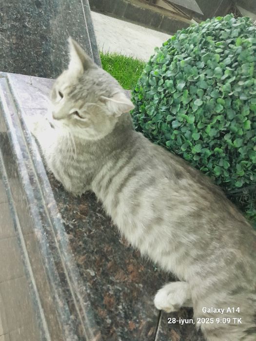 Zotor mushuk hammasiga javob