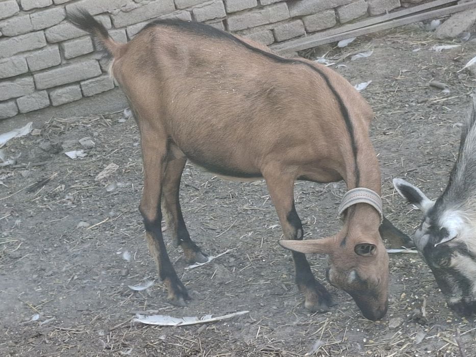 Disponimil urgent