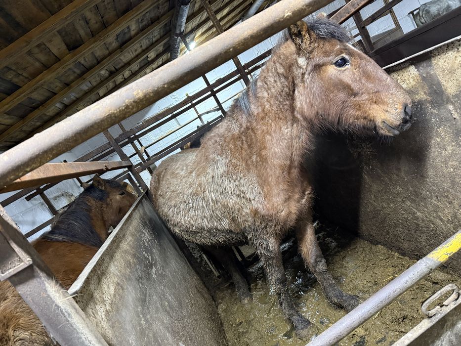 Байтал с откорма