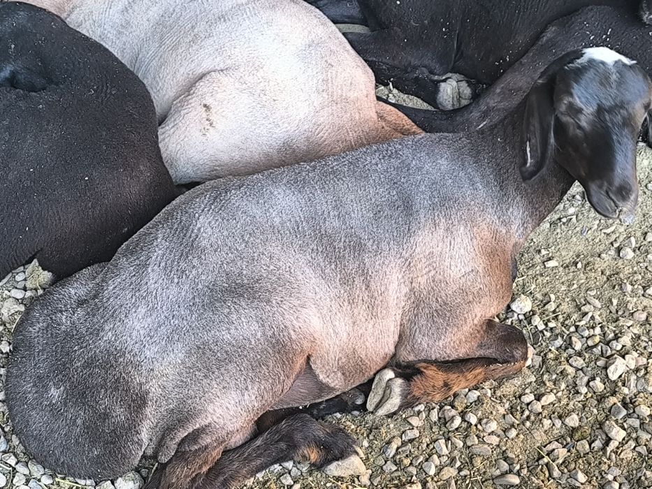 Qoylari sotiladi 7 oyli  qozi qochqorla