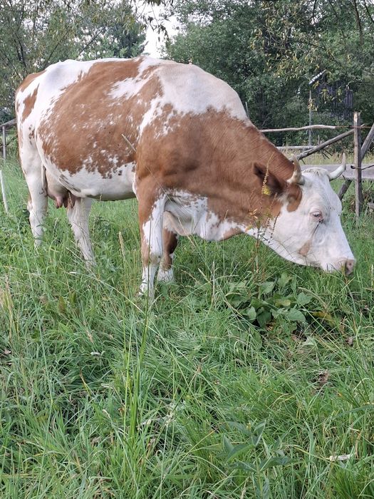 Vacă și junică gestante