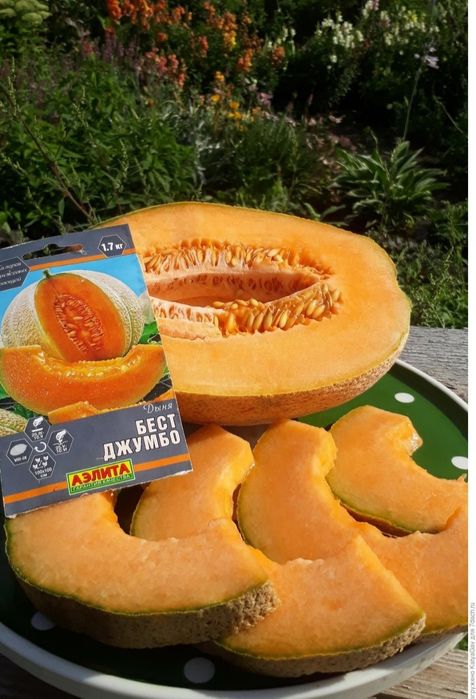 Семена дыни сорт «Бест Джамбо»