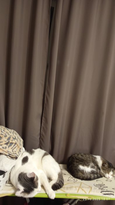 Кошечка Кира ласковая