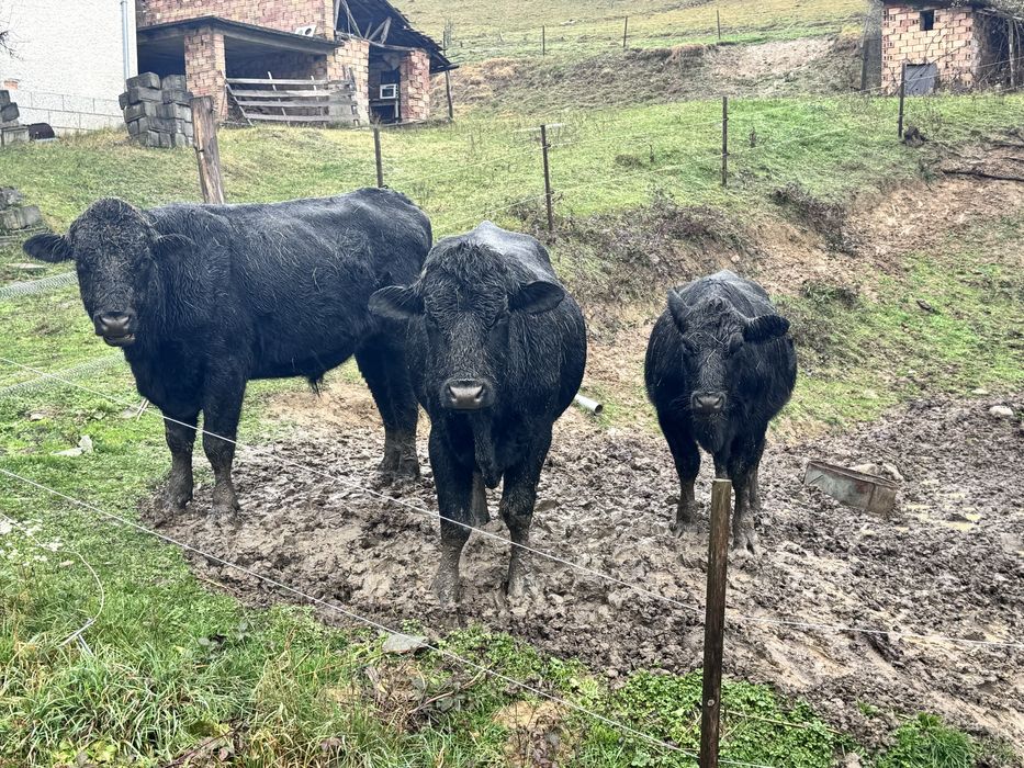 Продавам 2 женски месодайни телета - бременни!!!