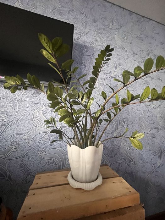 Продам цветы Замиокулькас( Долларовое дерево)