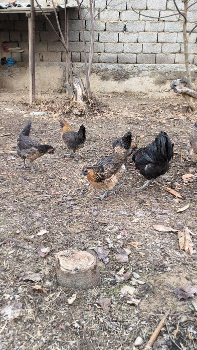 Rossiya liniya privoznoy bollari LAKADENZA 1+7  TOVUQLARİ