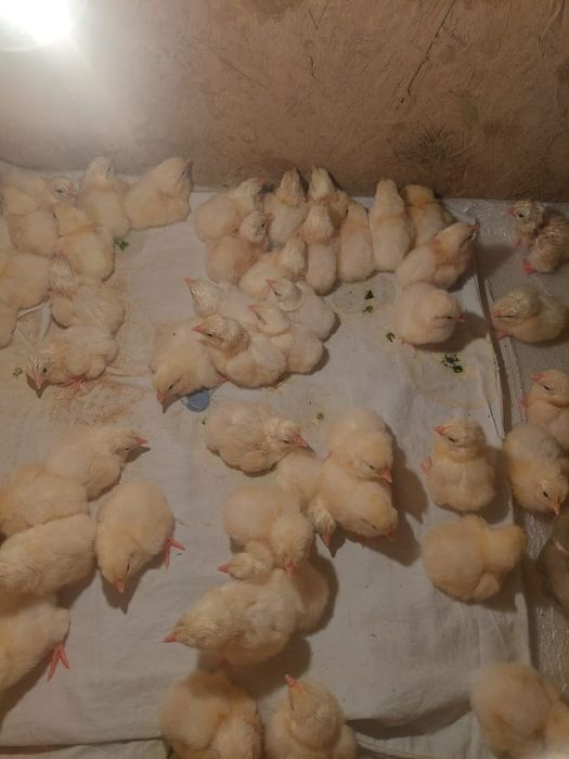 Суточные цыплята Адлер