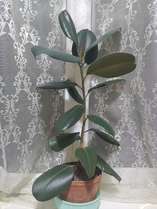 Фикус. 60 сантиметров без горшка.