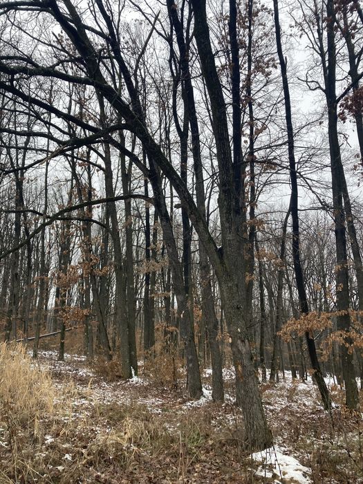 Vanzare lemne de foc pe fir