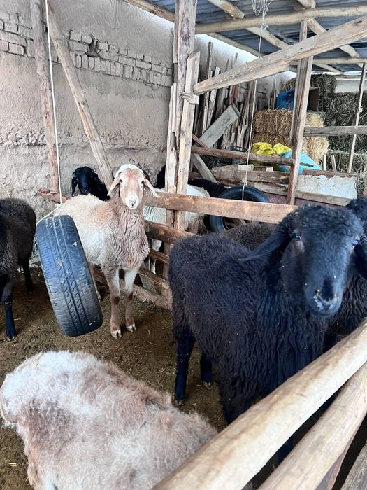 Srochna sotiladi 10 ta qoy bor 4500 mindan