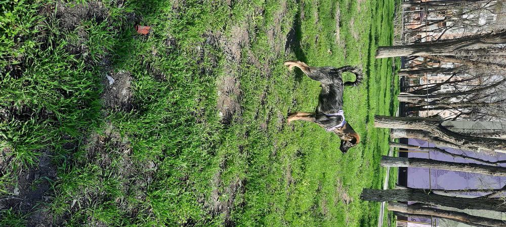 Щенок 6 месяцев бесплатно