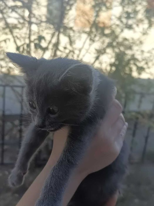 Отдам котёнка в добрые руки